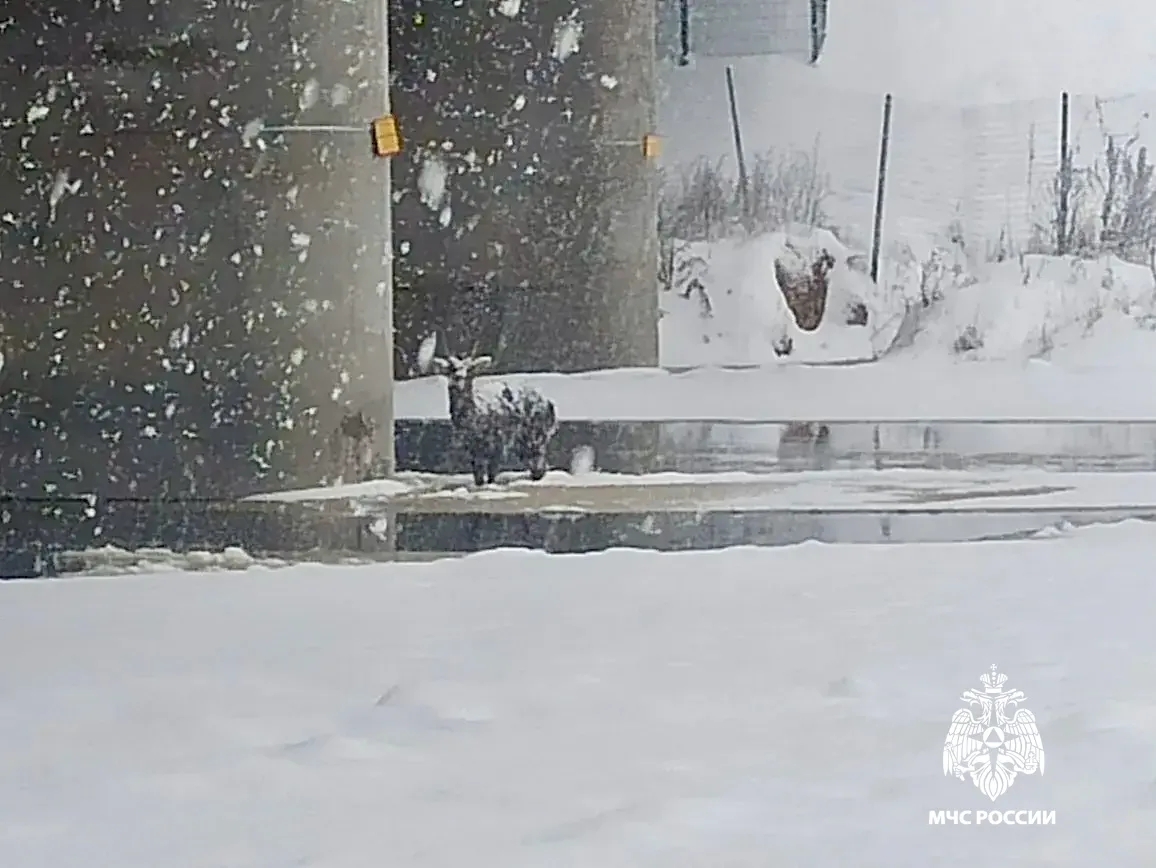 Под Тверью на Тверце спасли дрейфующую на льдине косулю - новости Афанасий