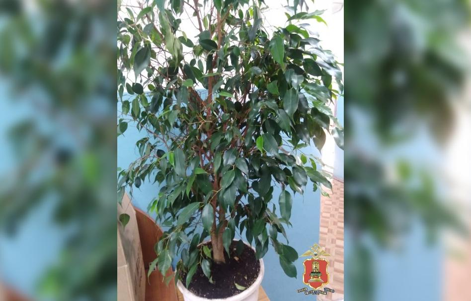 Украденный фикус вернули хозяйке полицейские Тверской области Фото: УМВД России по Тверской области