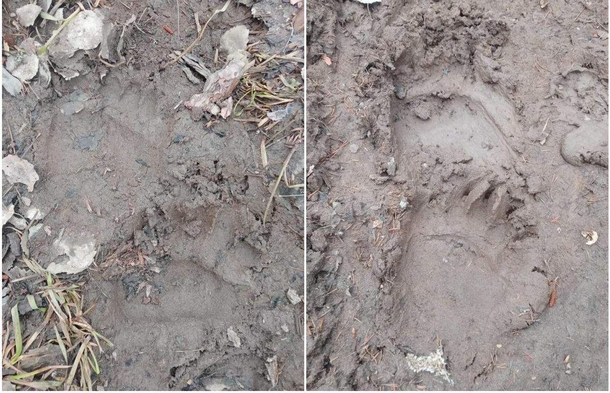 Жителям Тверской области грозит нашествие голодных медведей и комаров - новости Афанасий