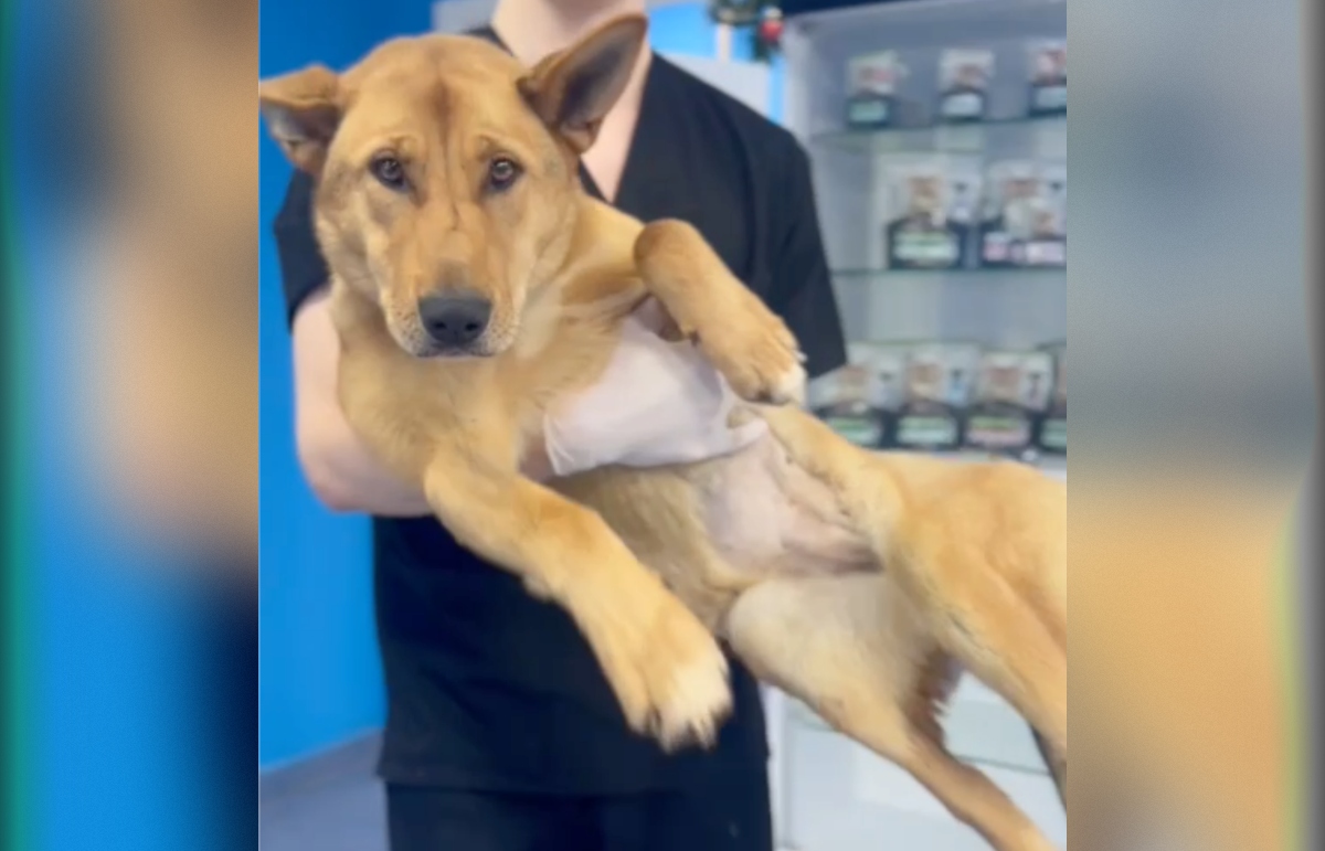 Тверские волонтеры рассказали о состоянии собаки с переломом позвоночника - новости Афанасий