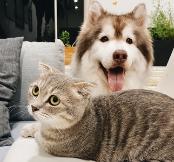 В России начнут идентифицировать всех домашних животных  - новости Афанасий