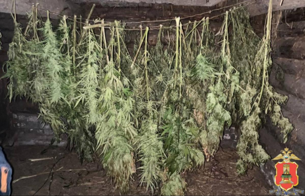 Житель Старицкого округа хранил дома почти 5 килограммов марихуаны - новости Афанасий