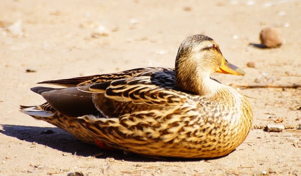 В России создадут программу по сохранению исчезающих диких животных Фото: Afanasy.biz