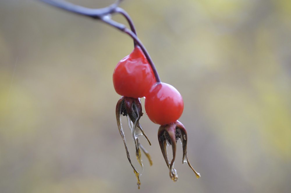 В России совершенствуется система поддержки особо охраняемых природных территорий