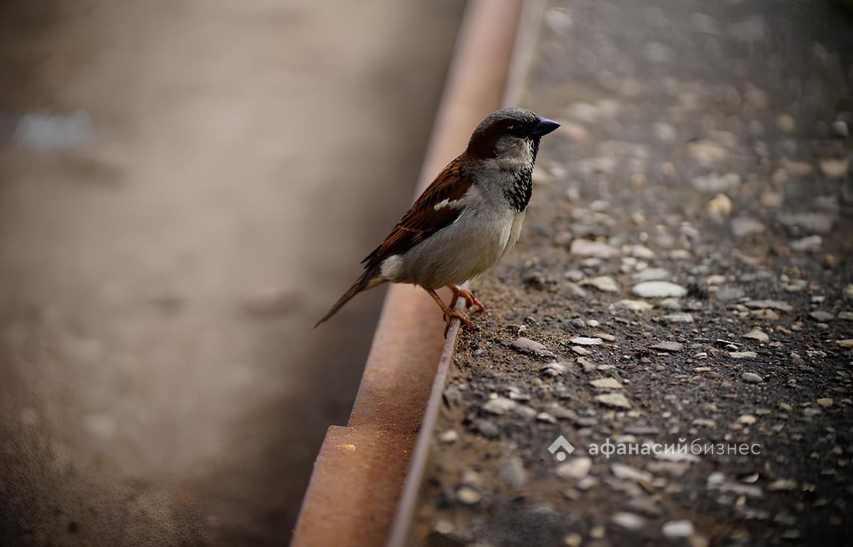 Алексий Теплый расскажет жителям Твери про апрель и урожаи Фото: Afanasy.biz