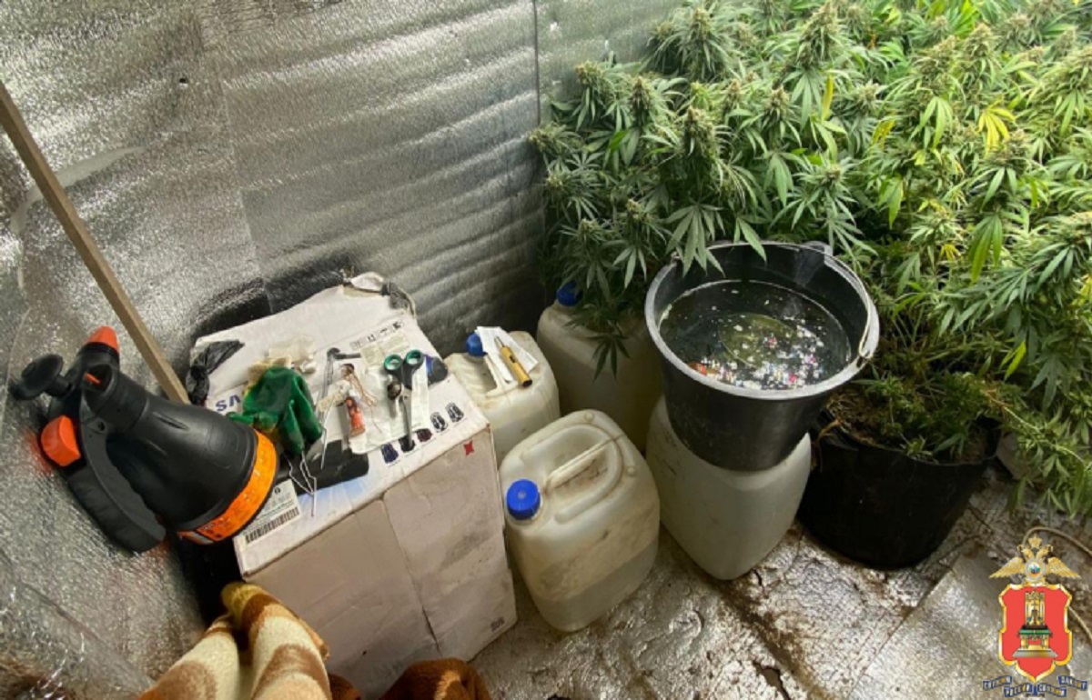 Житель Зубцовского района организовал оранжерею для выращивания конопли Фото: УМВД России по Тверской области