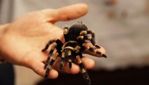 Человек и паук. Житель Твери разводит в своей квартире экзотических животных / фоторепортаж 