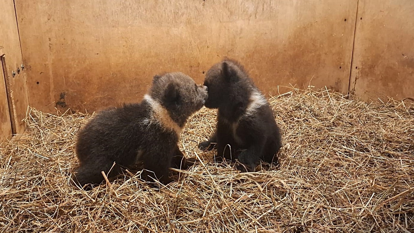 Малышей-медведиц из Максатихинского района назвали Мила и Маня - новости Афанасий