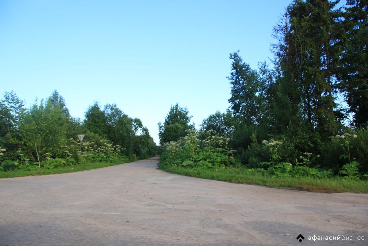 ИИ поможет искать очаги борщевика в Тверской области Фото: архив редакции, Яндекс