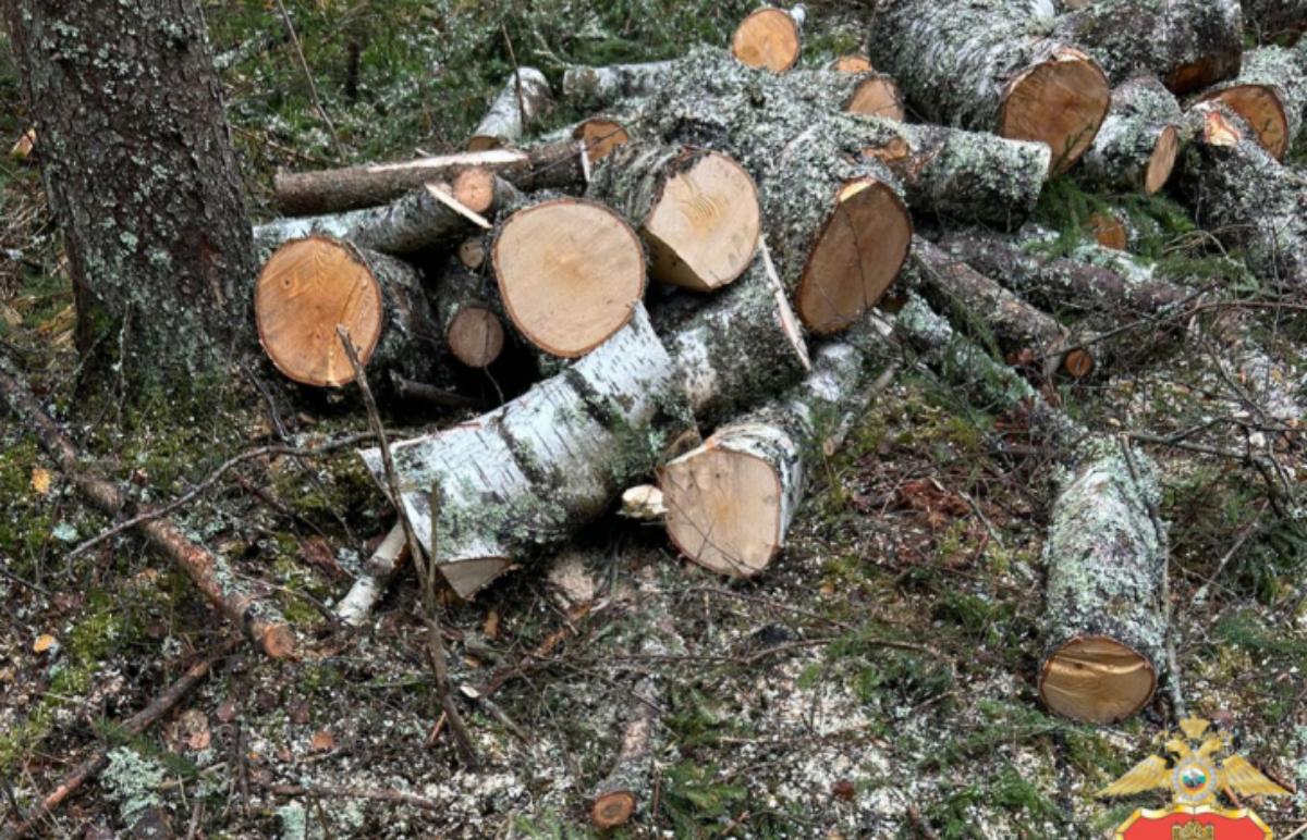 В лесу под Осташковом поймали с поличным черного лесоруба - новости Афанасий