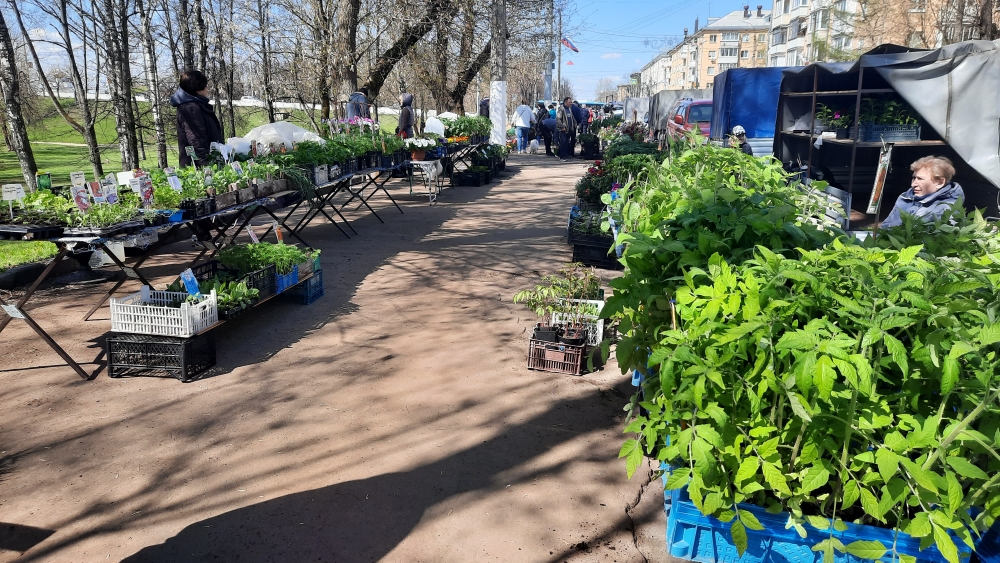 В Твери начала работать ярмарка рассады Фото: администрация Твери