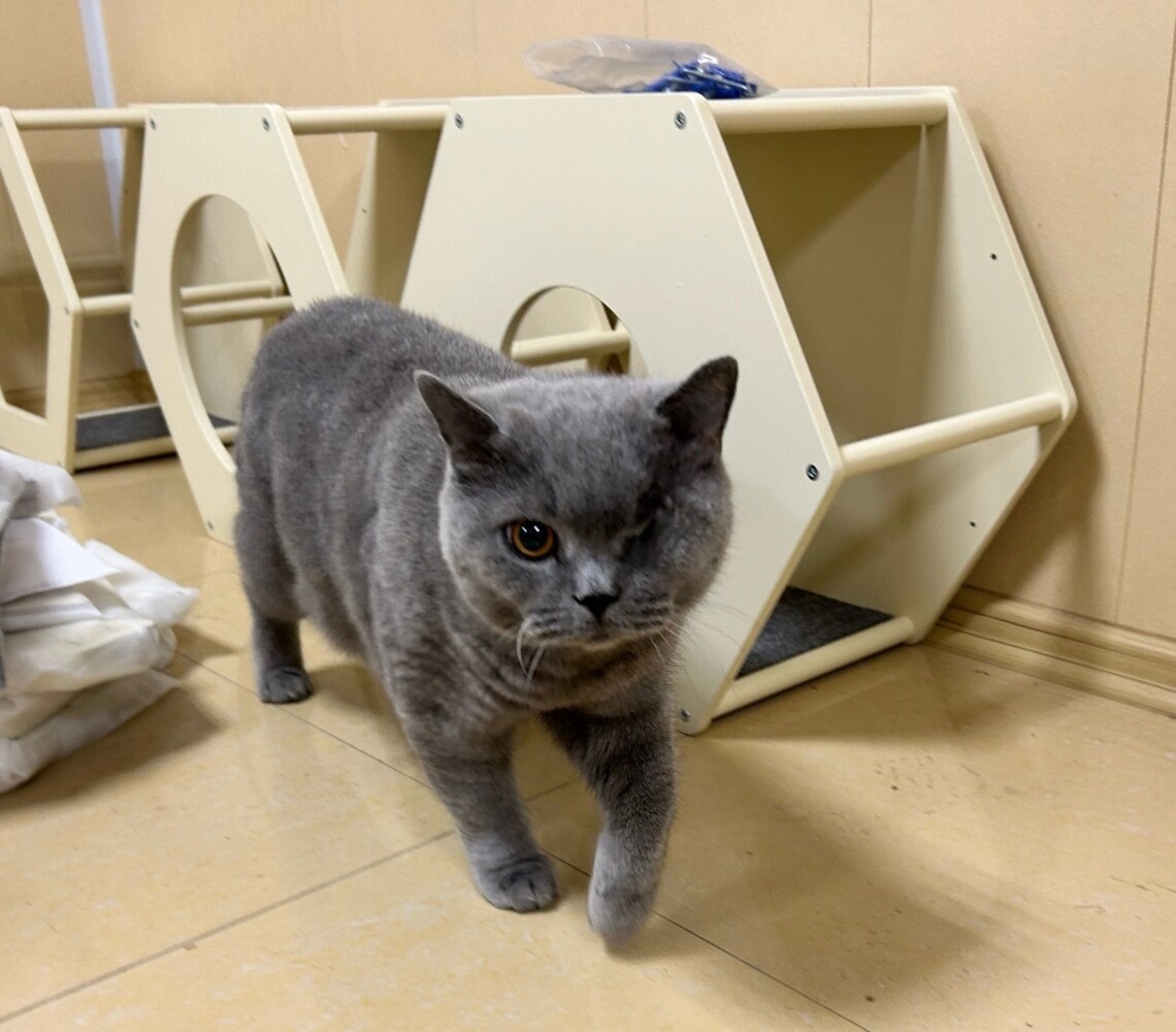 В Твери начался монтаж скайпарка в первом котодоме Фото: Инициативная группа по защите животных