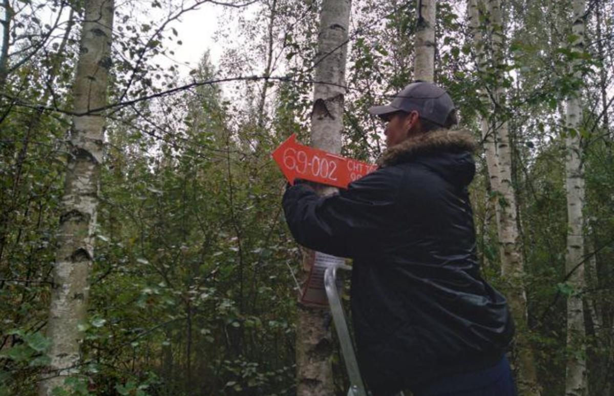 В лесах Тверской области волонтеры устанавливают красные стрелки - новости Афанасий