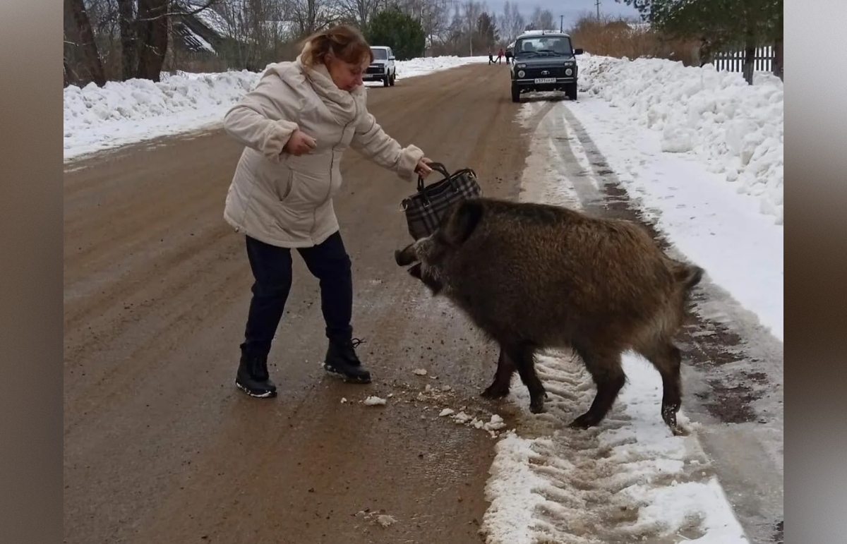 Жительница Оленинского района спасла и вырастила дикого кабаненка Чуню - новости Афанасий