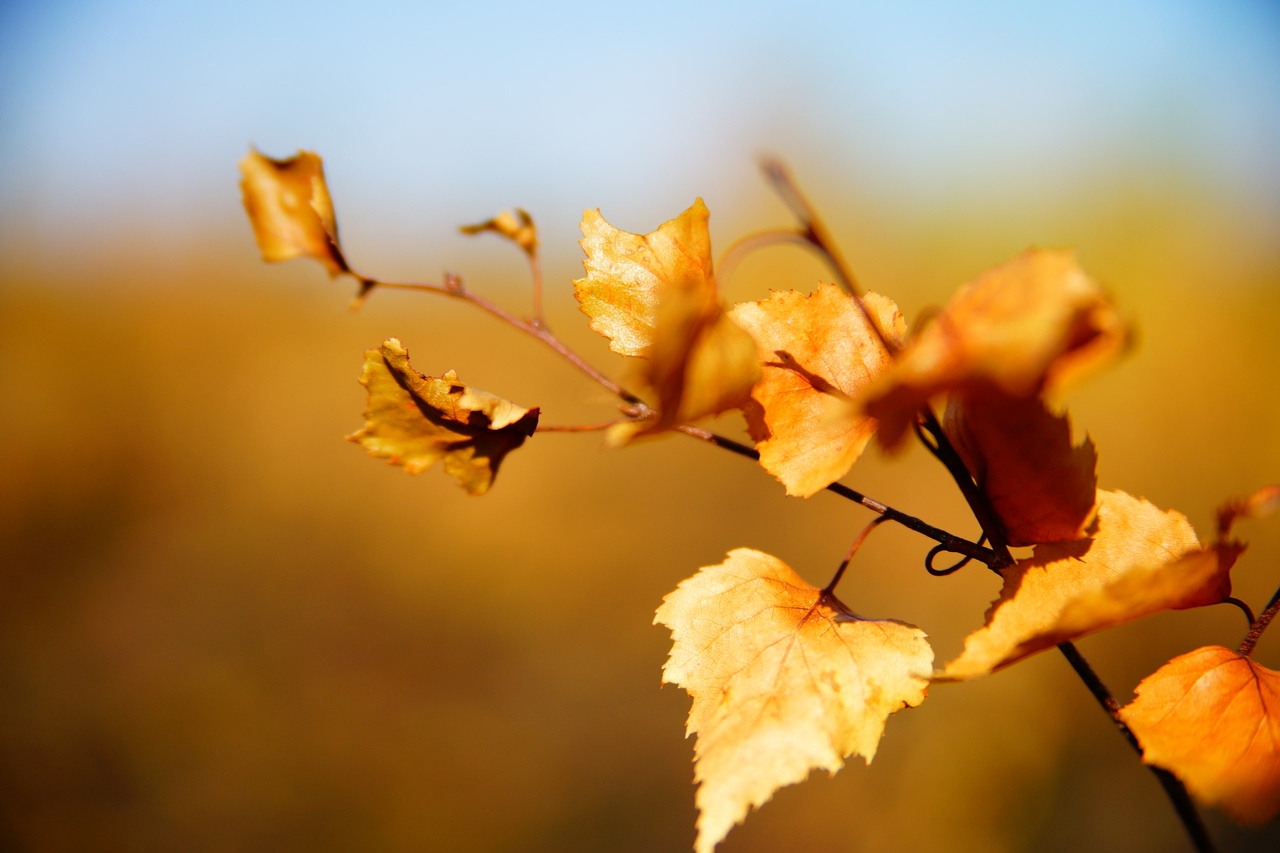В Тверской области объявлен «желтый» уровень из-за аномально-жаркой погоды Фото: архив Afanasy.biz