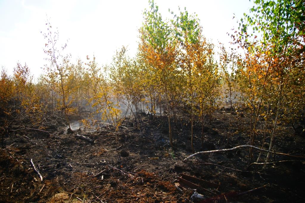 В лесах Тверской области продолжаются противопожарные мероприятия Фото: архив редакции