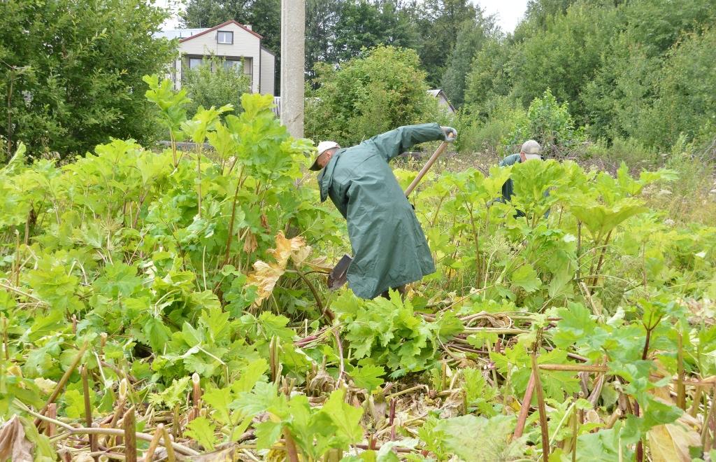 В Твери собираются уничтожить борщевик на 40 гектарах - новости Афанасий