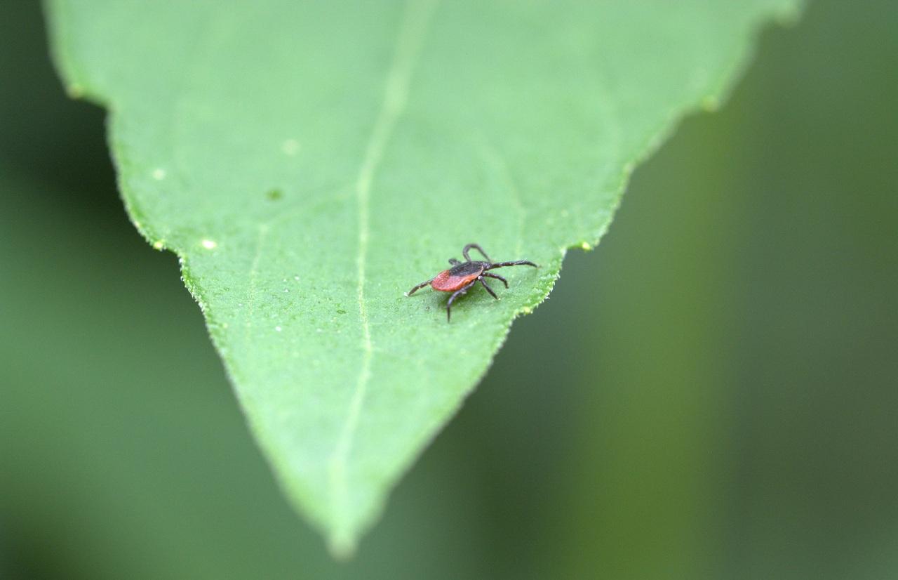 Названы регионы России с высокой степенью опасности заражения клещевым вирусным энцефалитом