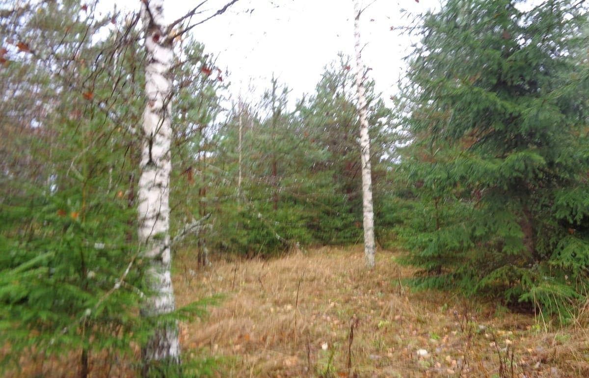 Воспроизводить лес на сельхозземлях можно, но в законный срок 