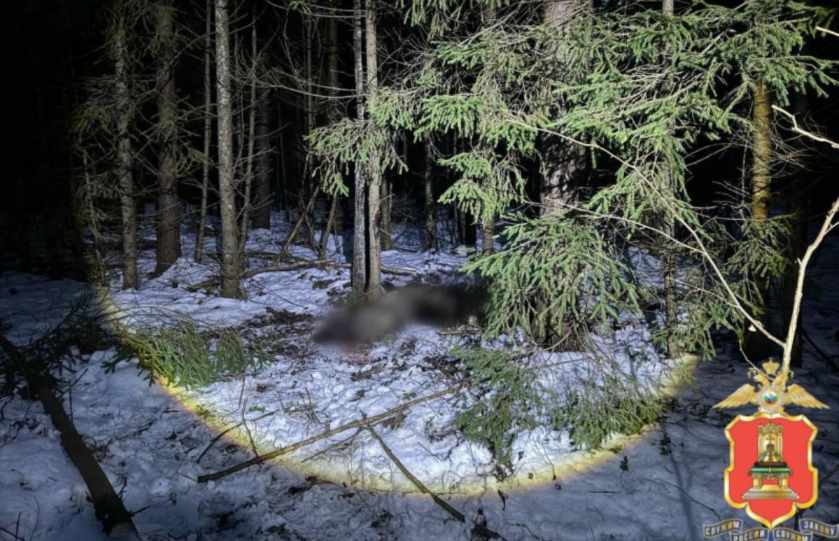 Под Максатихой браконьеры застрелили лося - новости Афанасий