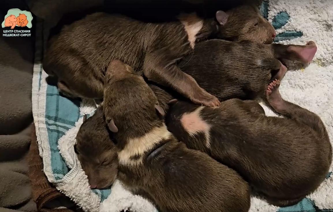 В Центр Пажетновых поступили первые в этом сезоне медвежата - новости Афанасий
