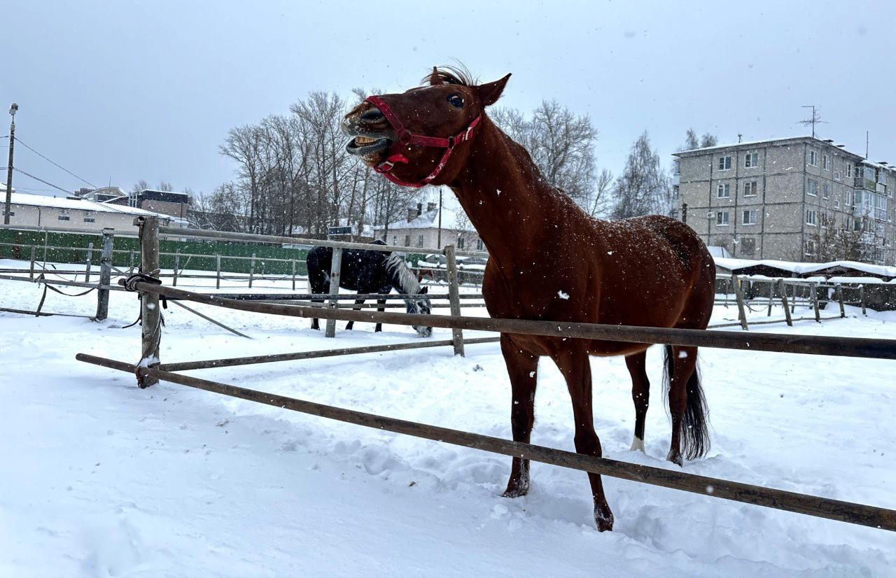 Тверской областной ипподром подключили к газу Фото:  АО «Газпром газораспределение Тверь»