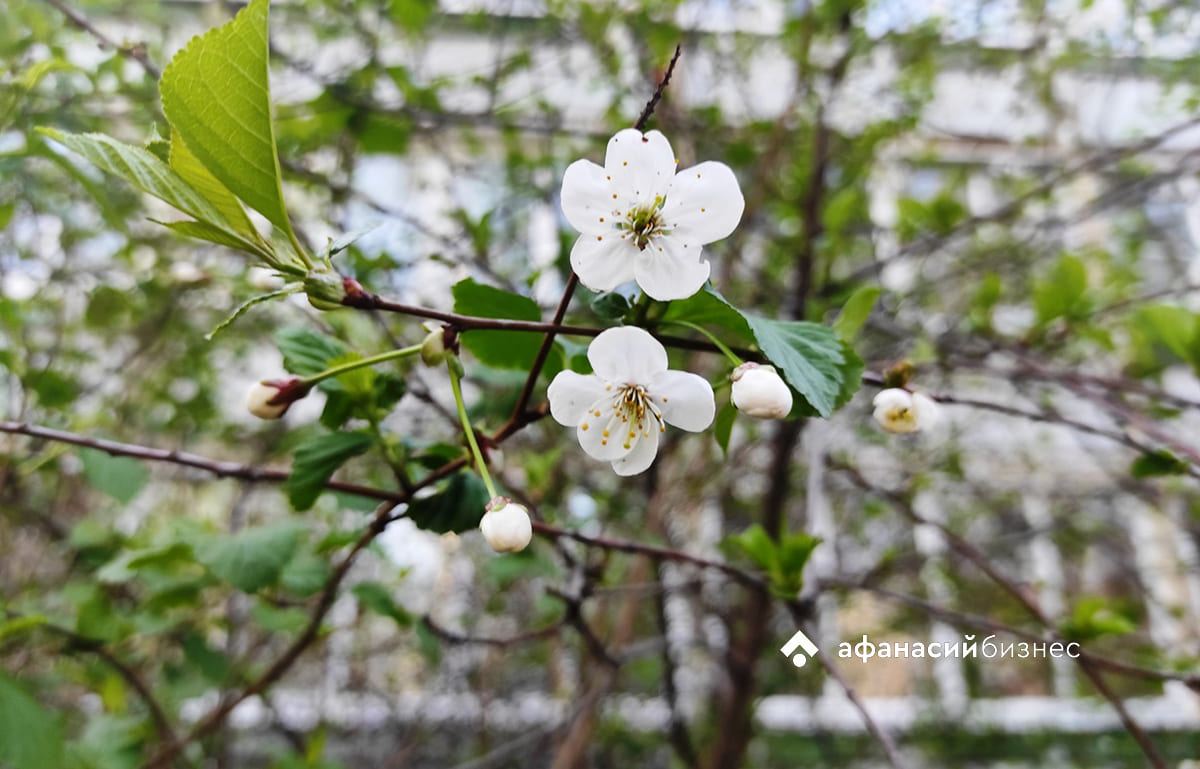 В Селижарово выявлены опасные саженцы  