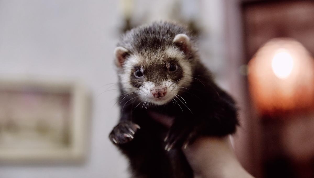 «Байт остается дома». В Твери действует один из лучших в центральной России приютов для хорьков 