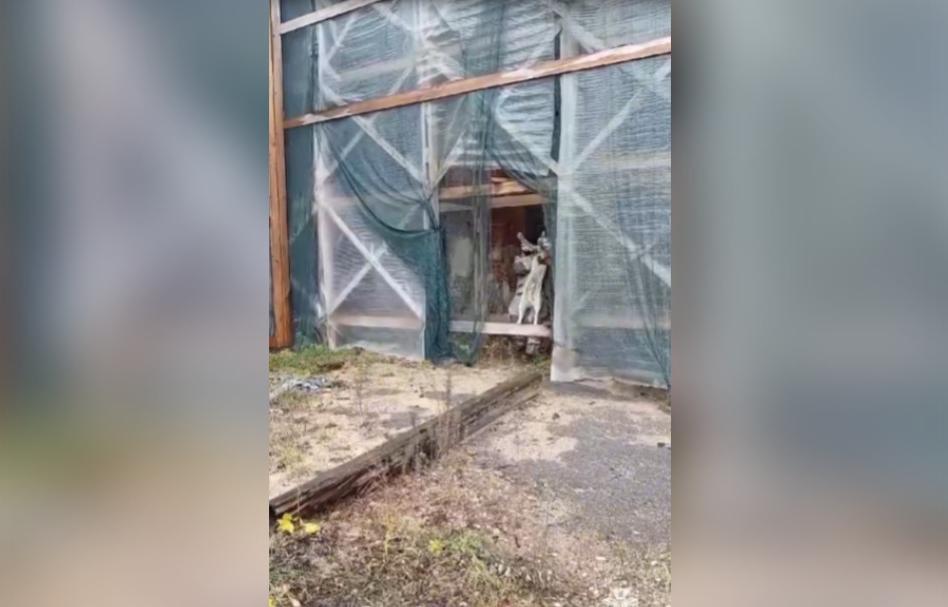 В Тверской области спасатели освободили застрявшую в заброшке хаски Видео: ГУ МЧС России по Тверской области