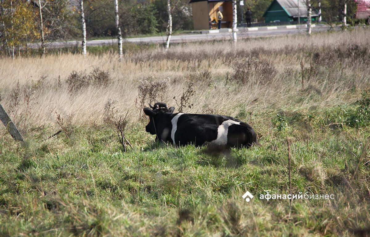 В Тверской области проверили предприятие, где умирали коровы Фото: архив редакции