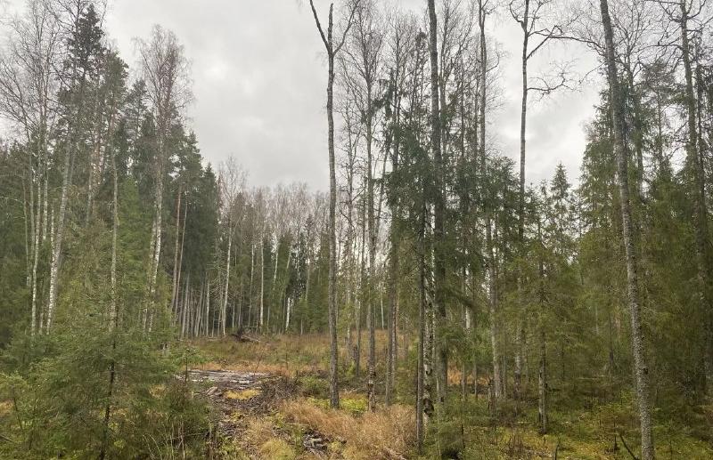 На Селигере незаконно вырубили лес на 12 млн рублей - новости Афанасий