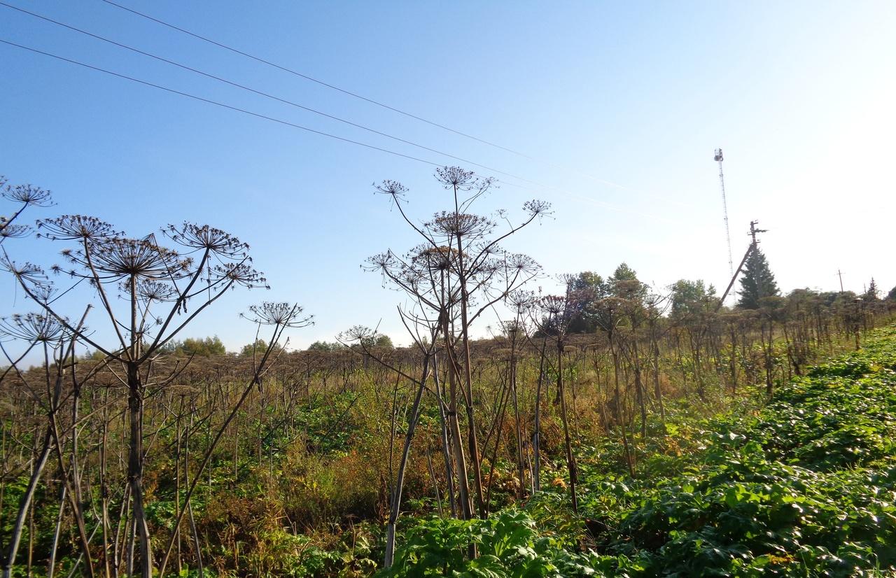 Бурьян, деревья и кусты чаще всего выращивают нарушители земельного законодательства на сельхозугодьях Фото: Россельхознадзор