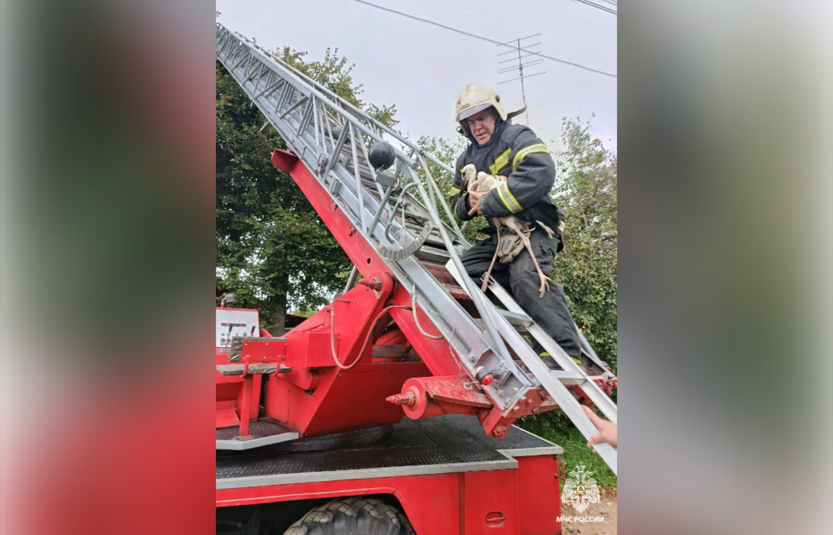 В Торопце сотрудники МЧС вернули родителям выпавшего из гнезда аистенка Фото: МЧС Тверской области