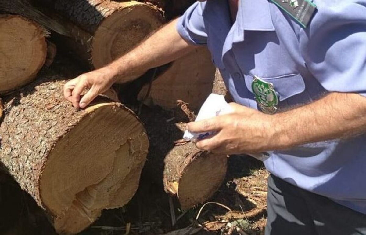 В Тверской области установлен карантинный контроль грузов на экспорт и импорт Фото: Россельхознадзор