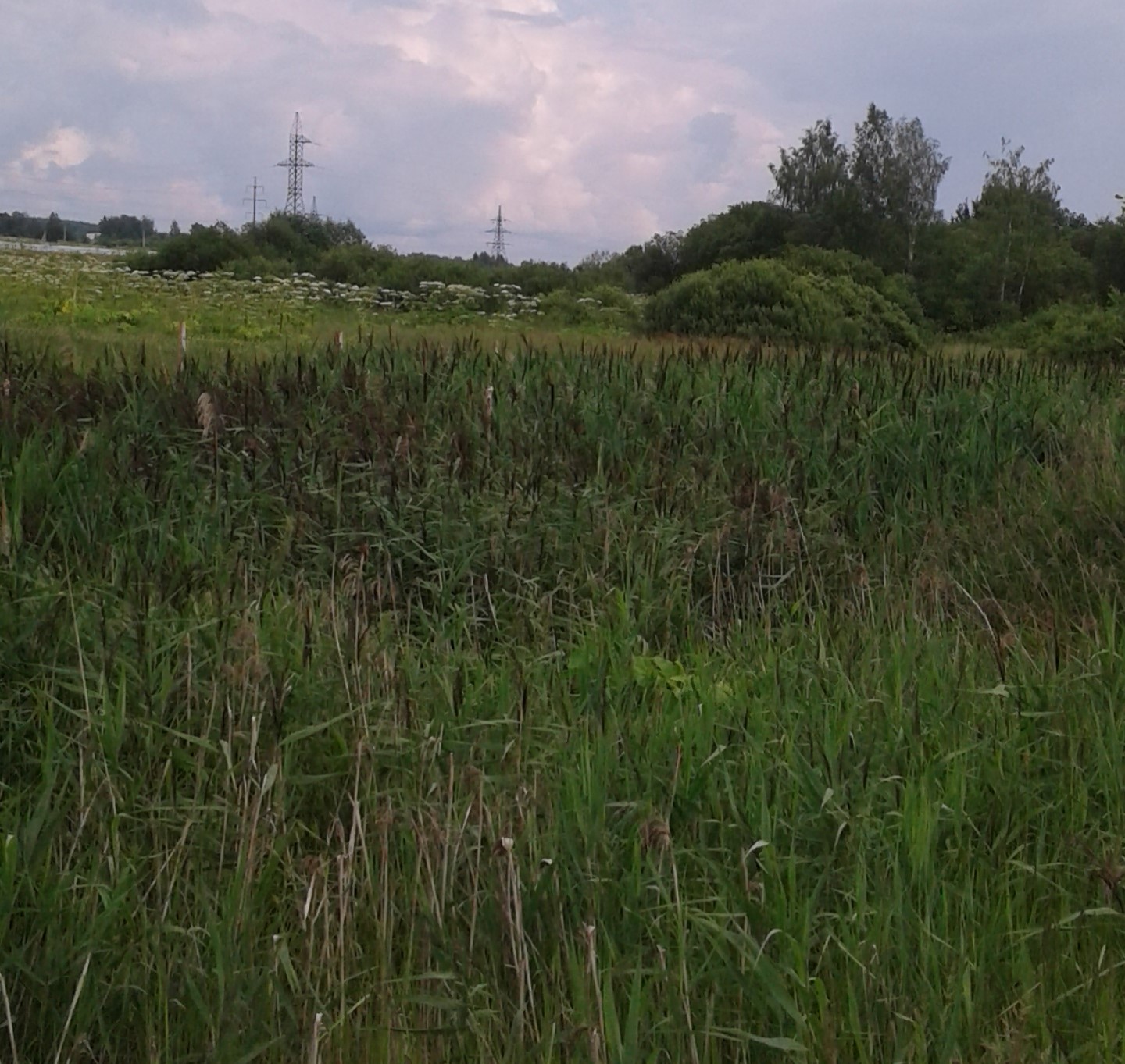 Хозяин 8 га заросшей лесом пашни получил предостережение Фото: Россельхознадзора