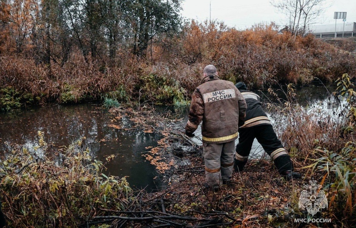 Под Тверью спасатели разобрали бобровую плотину Фото, видео: МЧС по Тверской области
