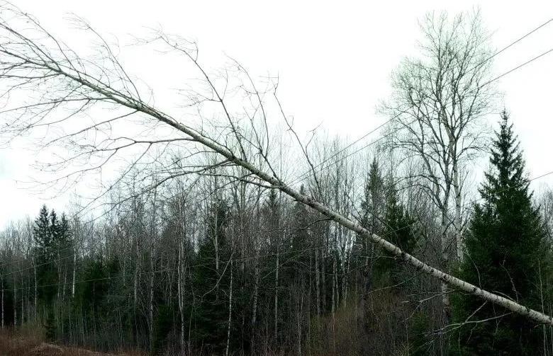 Более ста бригад восстанавливают в Тверской области электроснабжение  Фото:  Диана Журавлева