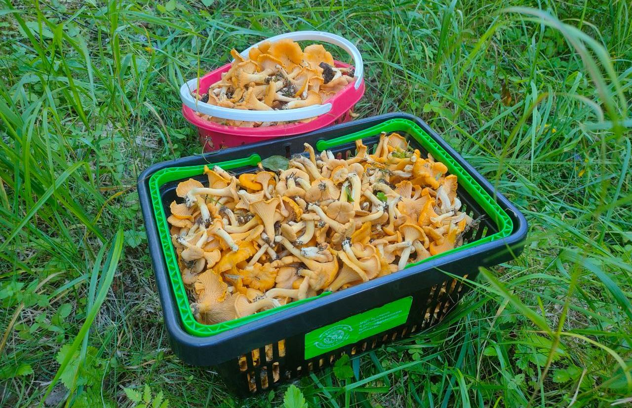 Что делать, чтобы «тихая охота» не стала «грибной лихорадкой» Фото: Елизавета Шмелёва