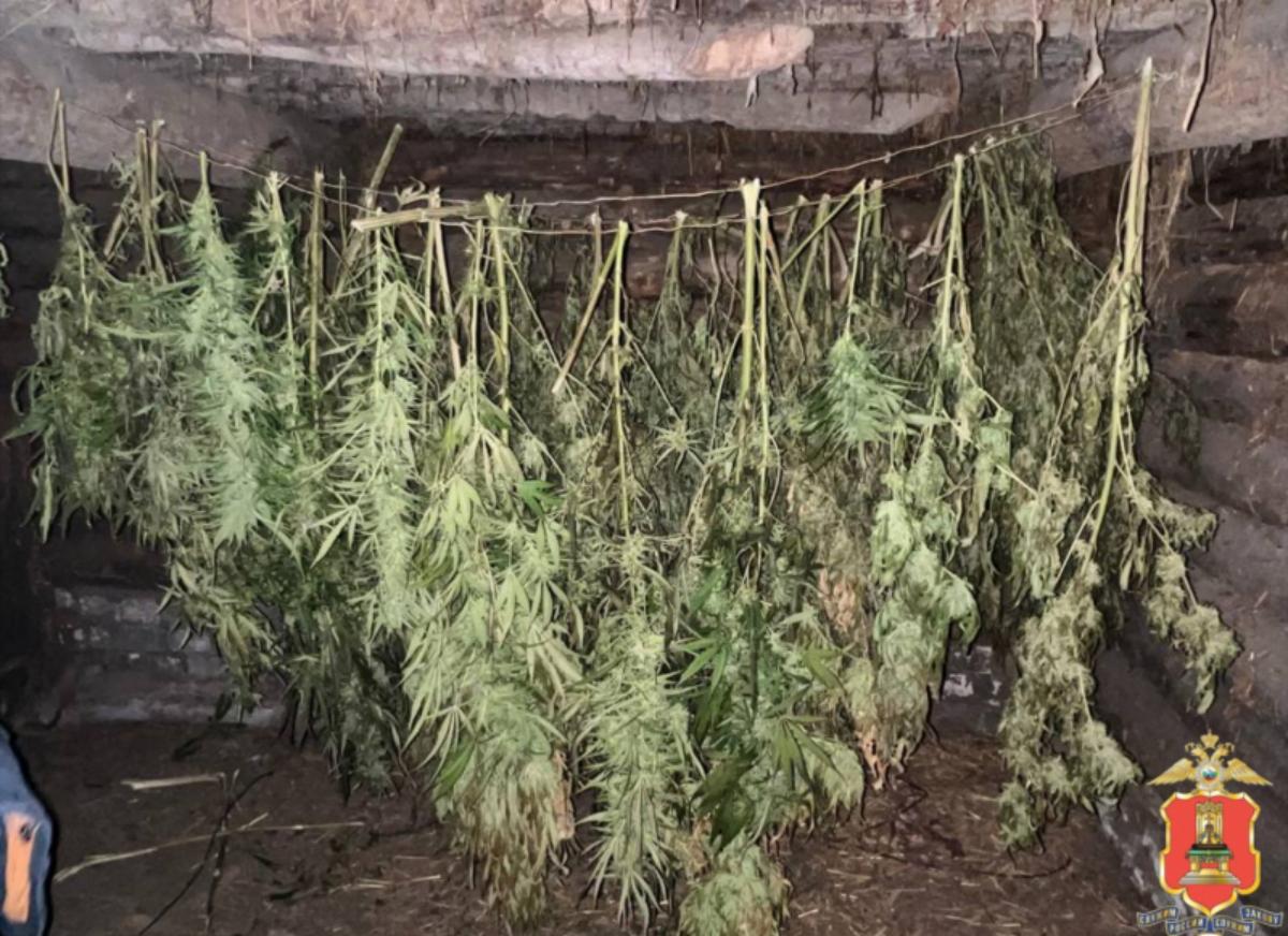 Житель Старицкого округа хранил дома почти 5 килограммов марихуаны Фото: УМВД Тверской области