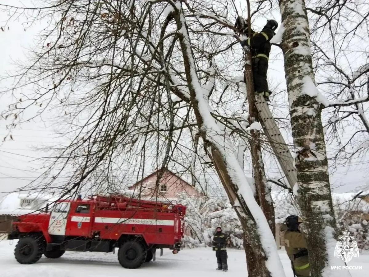 В Бологое забравшийся на дерево кот не торопился спускаться к хозяйке Фото: МЧС