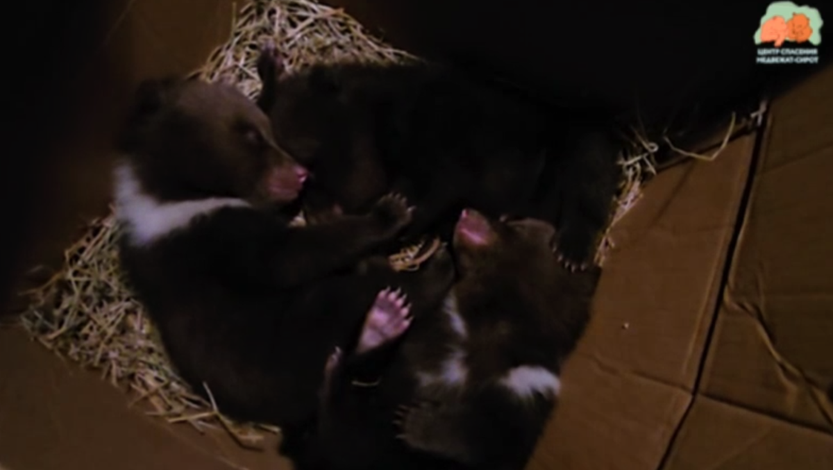Еще трое медвежат-сирот поступили в торопецкий Центр Пажетновых Видео: Центр спасения медвежат-сирот