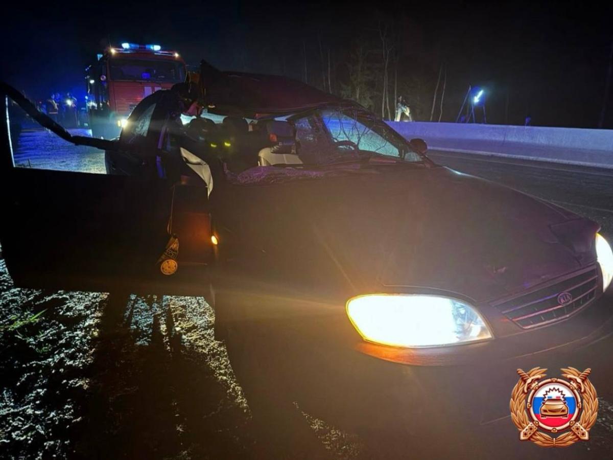 На М9 в Тверской области в ДТП с лосем пострадал пассажир Фото: ГАИ