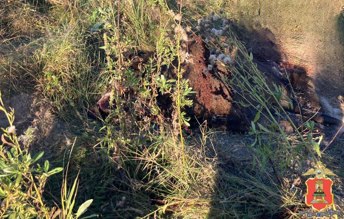 В Зубцовском районе Тверской области полицейские задержали убившего лося браконьера - новости Афанасий