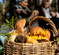 Каждый охотник желает знать, где сидит грибник. Как не стать жертвой охоты в Тверской области - новости Афанасий