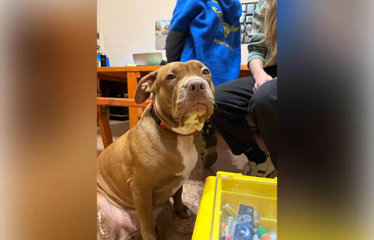 Пропавшего жителя Ржева искали при помощи собак и беспилотника Фото: ВПСО "Сова"