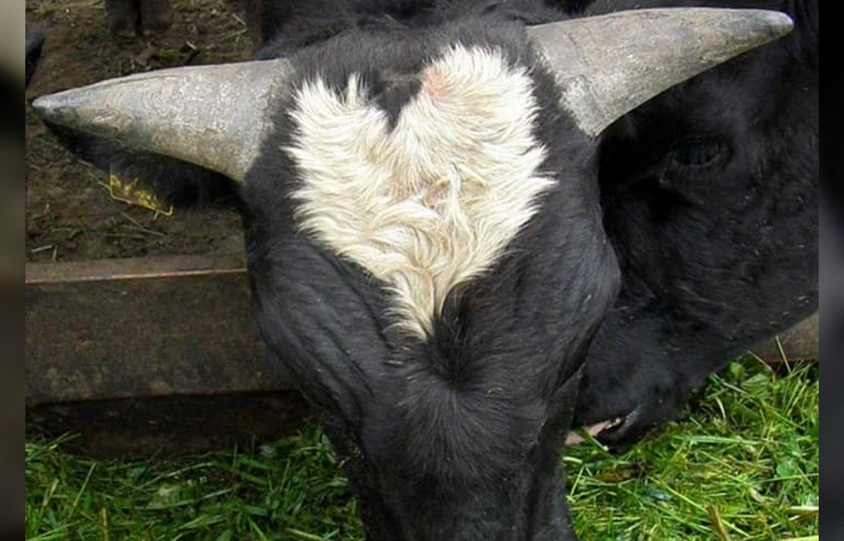 Агропромышленный комплекс Тверской области получил в 2025 году ощутимую поддержку - новости Афанасий