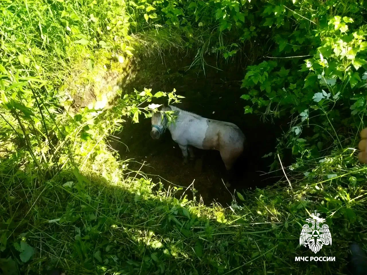 В Тверской области МЧС вытащили упавшего в яму пони Фото, видео: МЧС