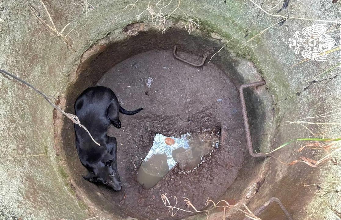 В Вышнем Волочке огнеборцы спасли из колодца перепуганного пса - новости Афанасий