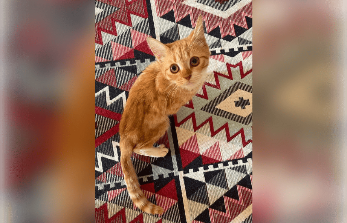 В Твери котенок с травмой позвоночника понемногу начал ходить - новости Афанасий