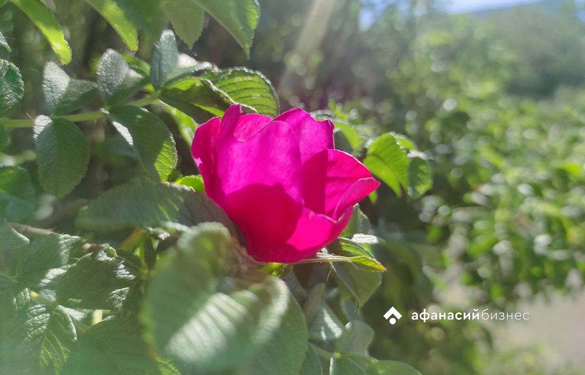 Погода в Твери сегодня: +22, переменная обачность и небольшой дождь Фото: Afanasy.biz